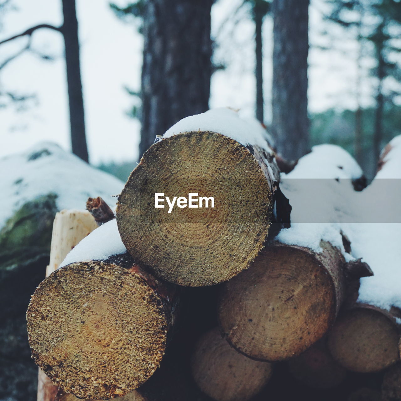 Close-up of frozen wooden logs