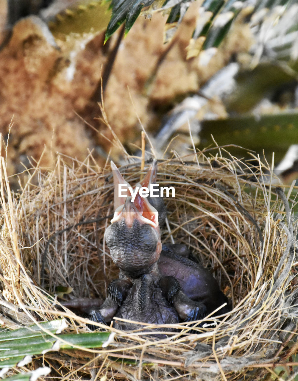 CLOSE-UP OF DUCK IN NEST