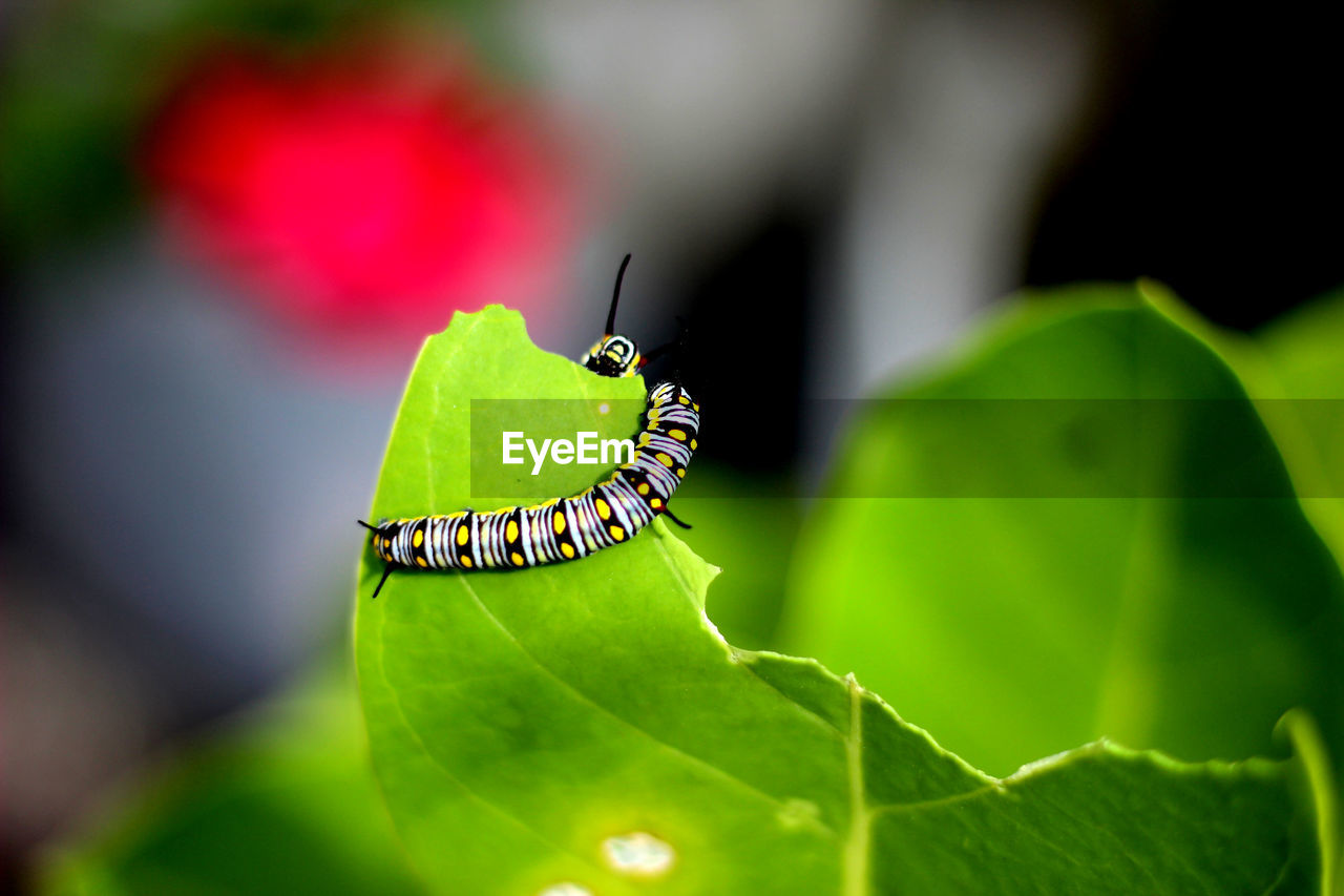 Close-up high angle view of caterpillar on leaf