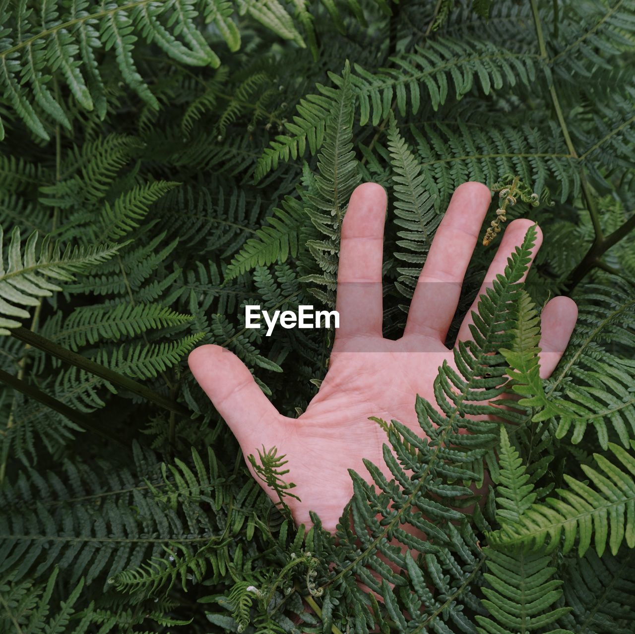 Close-up of human hand amidst plant