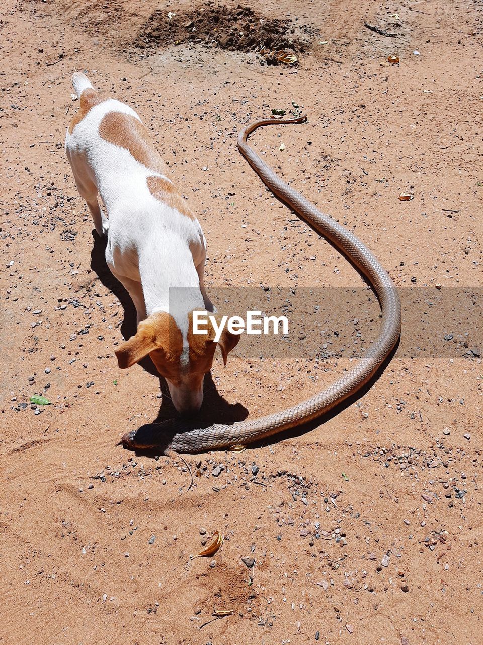 High angle view of jack russel dog catching snake on sand