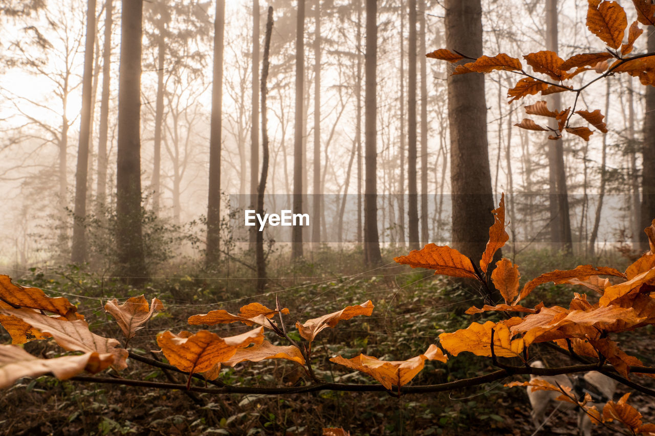 Autumn leaves in forest