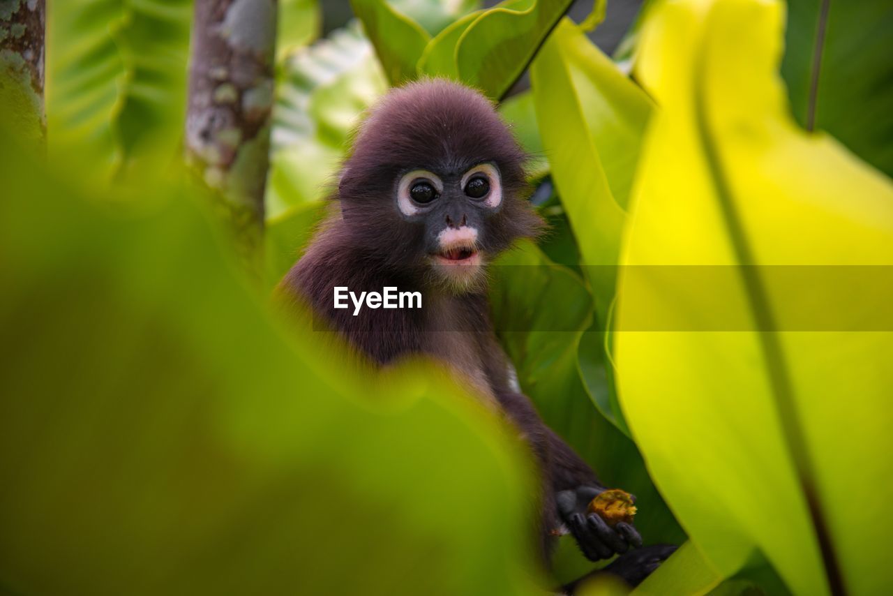 PORTRAIT OF MONKEY SITTING ON A TREE