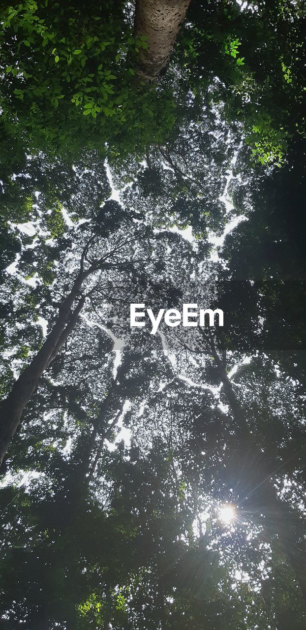 HIGH ANGLE VIEW OF TREES GROWING IN FOREST