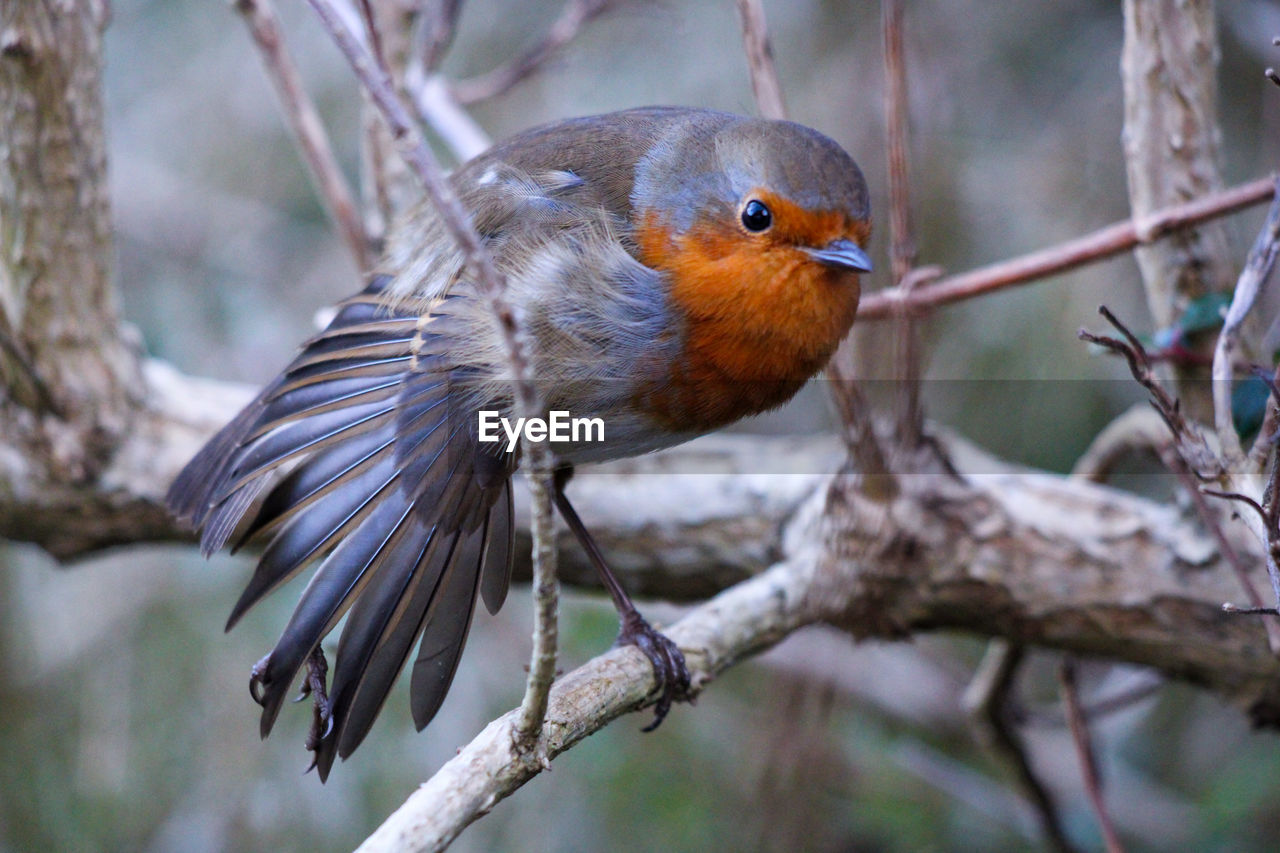 animal themes, animal, animal wildlife, bird, wildlife, nature, one animal, beak, tree, robin, branch, plant, beauty in nature, perching, outdoors, no people, animal body part