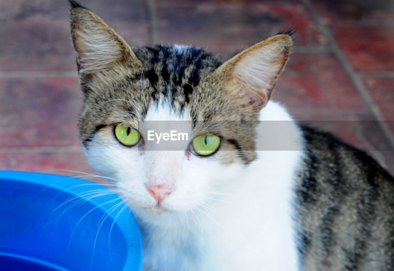 CLOSE-UP PORTRAIT OF CAT IN CONTAINER