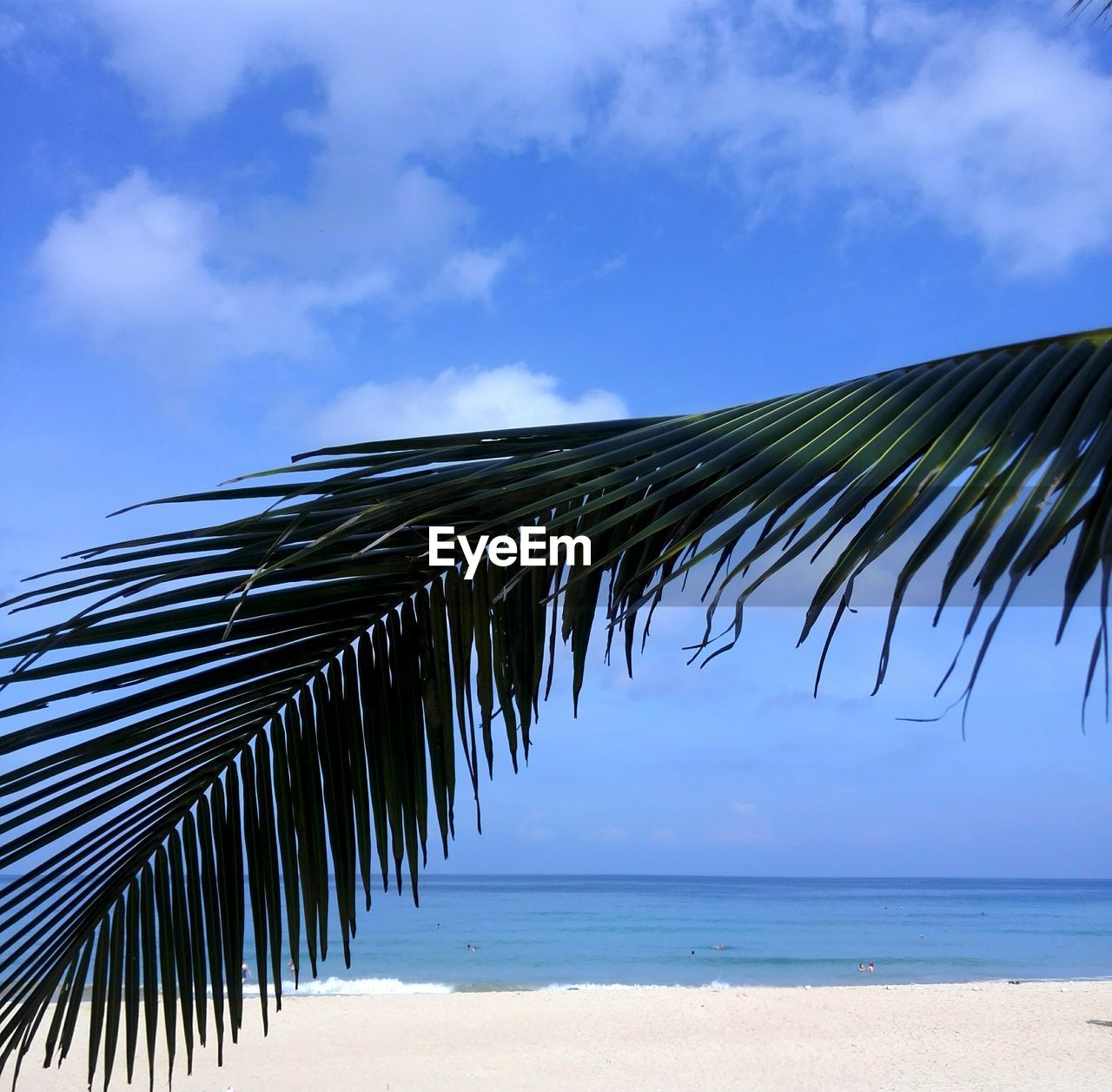 PALM TREE ON BEACH