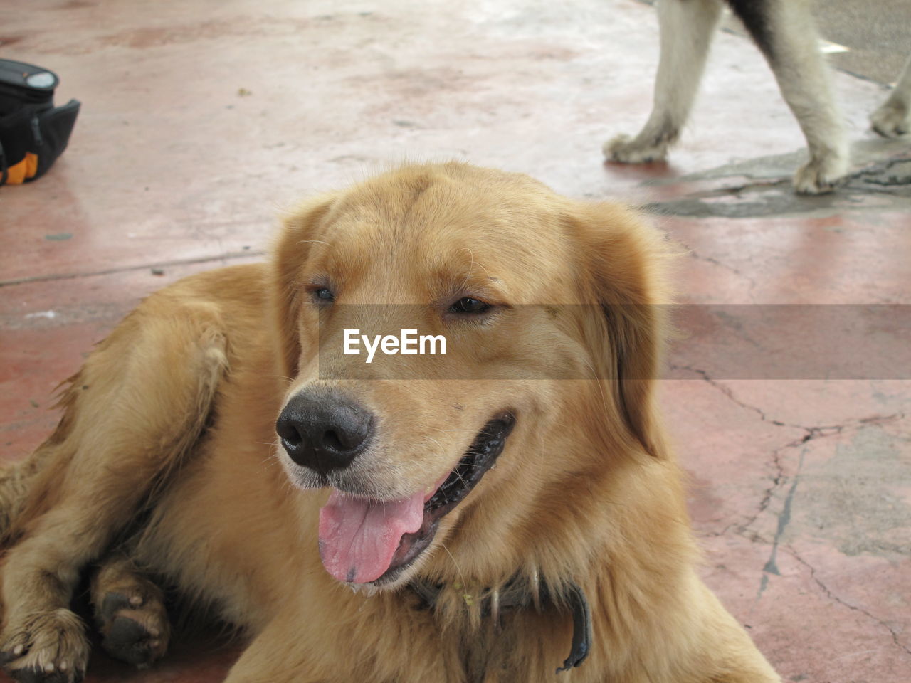 CLOSE-UP PORTRAIT OF GOLDEN RETRIEVER WITH DOG