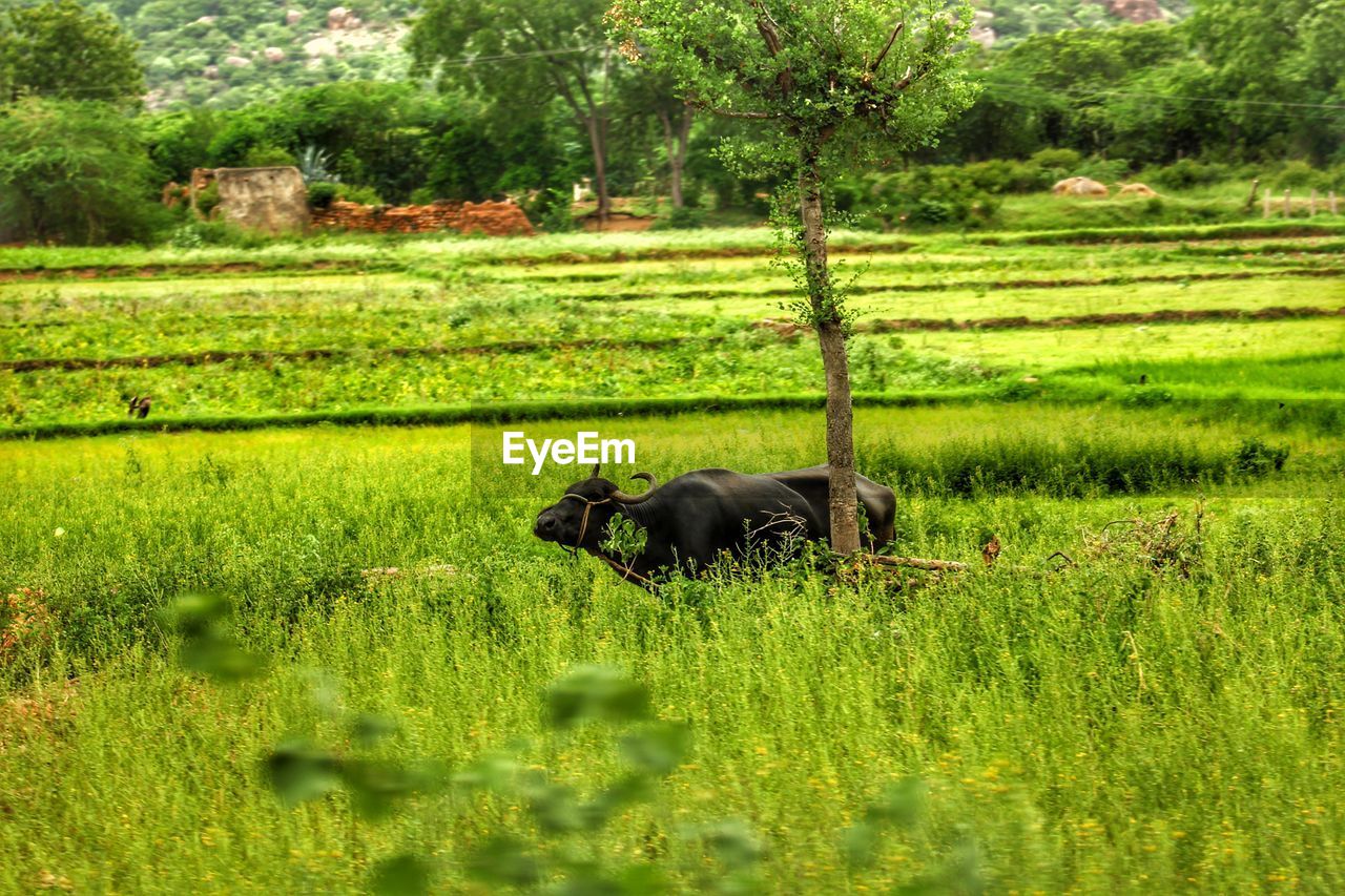 SHEEP ON FIELD