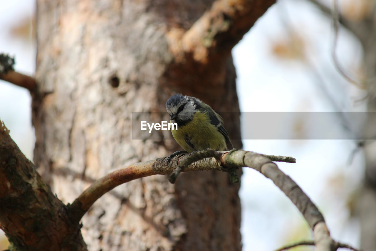 Close-up of bird perching on branch