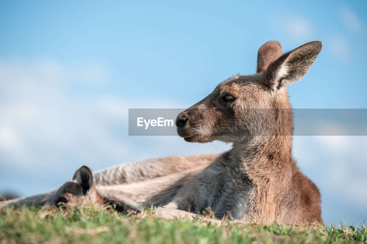 animal themes, animal, mammal, animal wildlife, wildlife, one animal, grass, nature, kangaroo, sky, no people, outdoors, day, portrait, plant, animal body part, lying down, young animal, side view, cute, relaxation, domestic animals, travel destinations