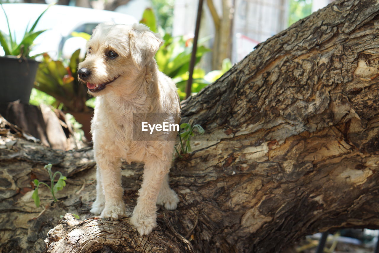 DOG LYING ON TREE TRUNK