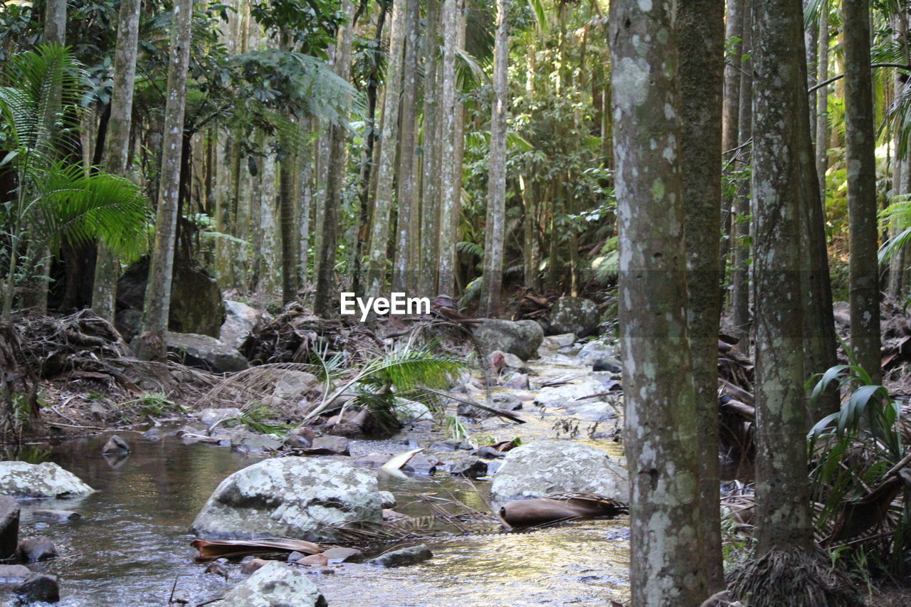 TREES ON ROCKS IN FOREST