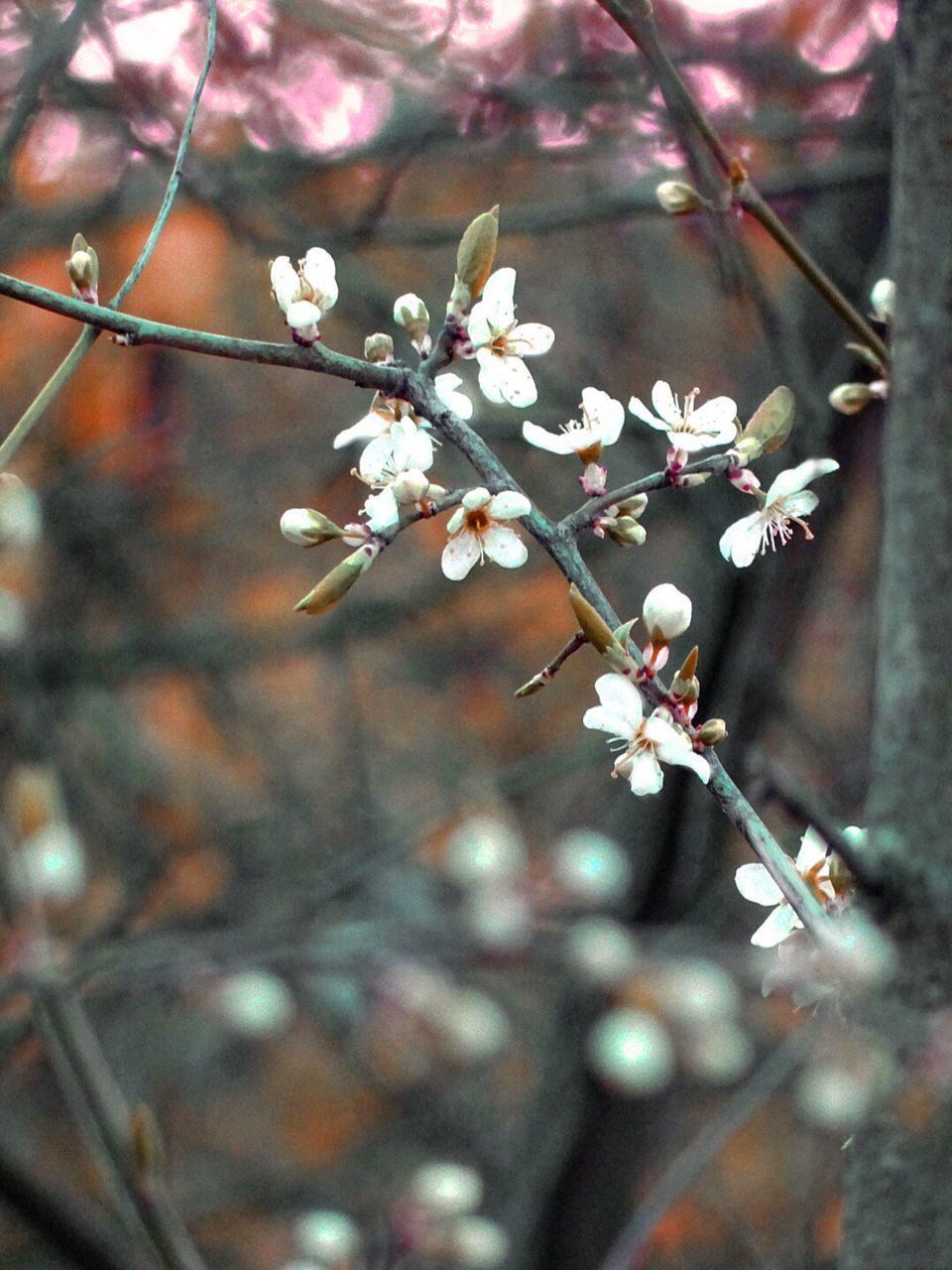 CLOSE-UP OF CHERRY BLOSSOM