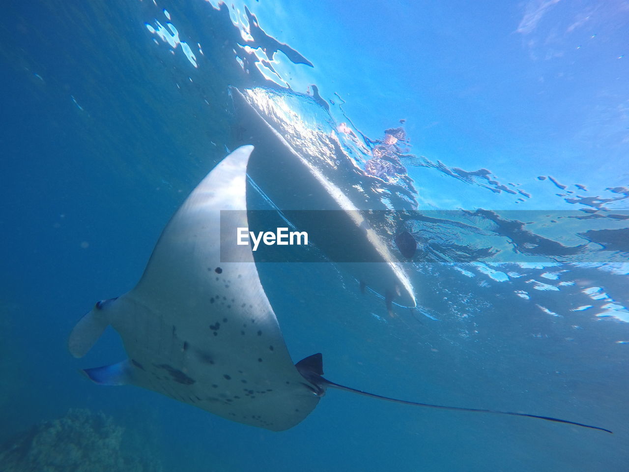 Manta ray swims by paddleboarder