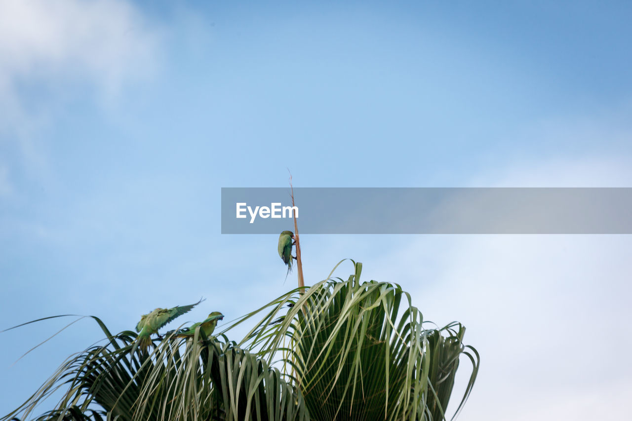 CLOSE-UP OF GRASSHOPPER ON PLANT AGAINST SKY