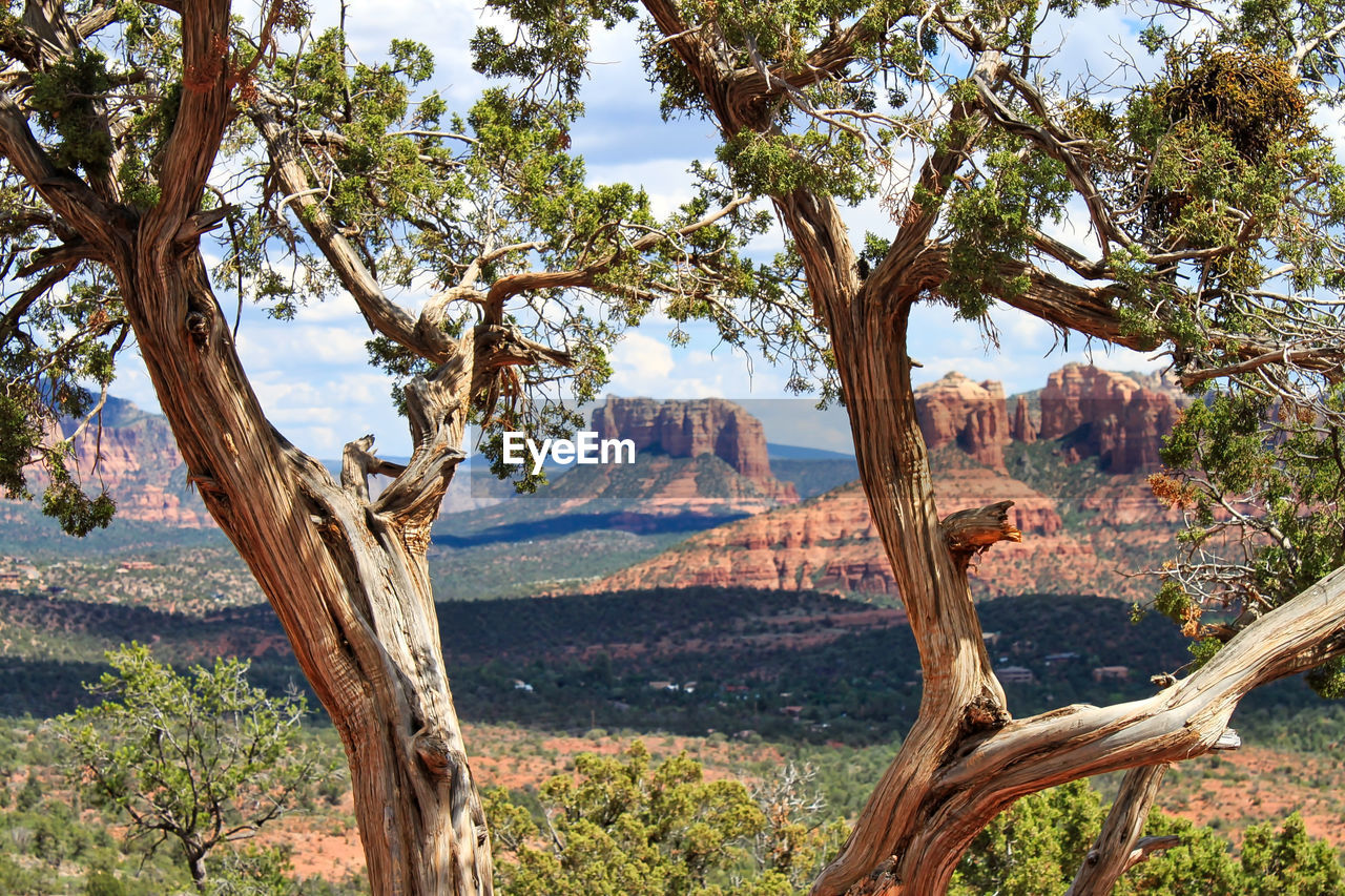 Trees on landscape against mountains