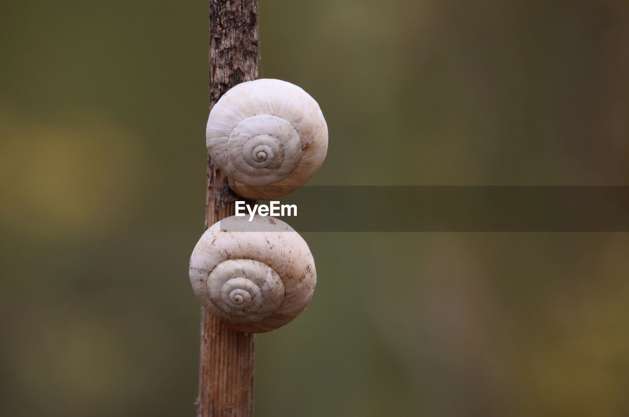 CLOSE-UP OF SNAIL