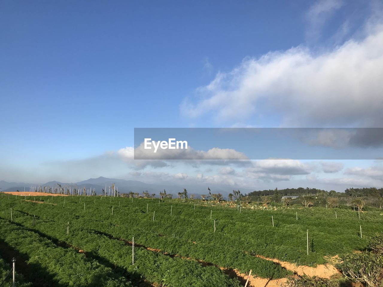 Scenic view of agricultural field against sky