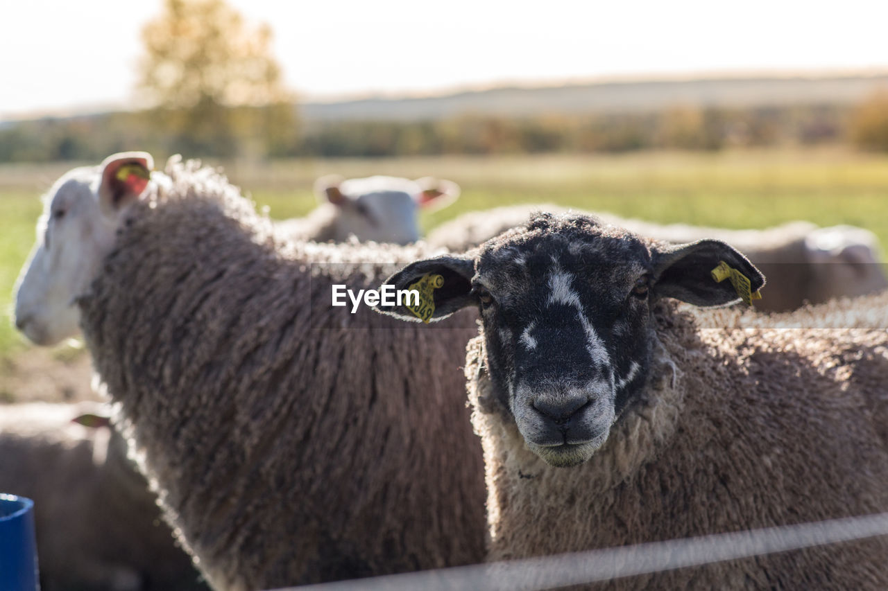 PORTRAIT OF A SHEEP