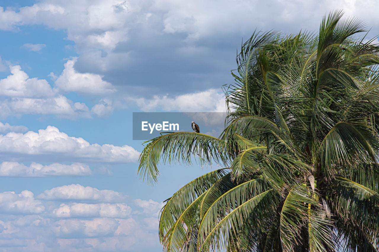 Palm tree against sky