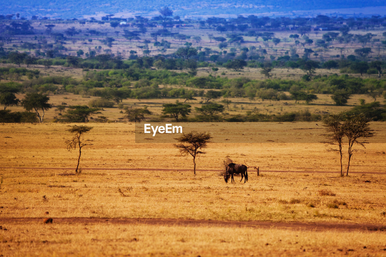 VIEW OF TWO LANDSCAPE