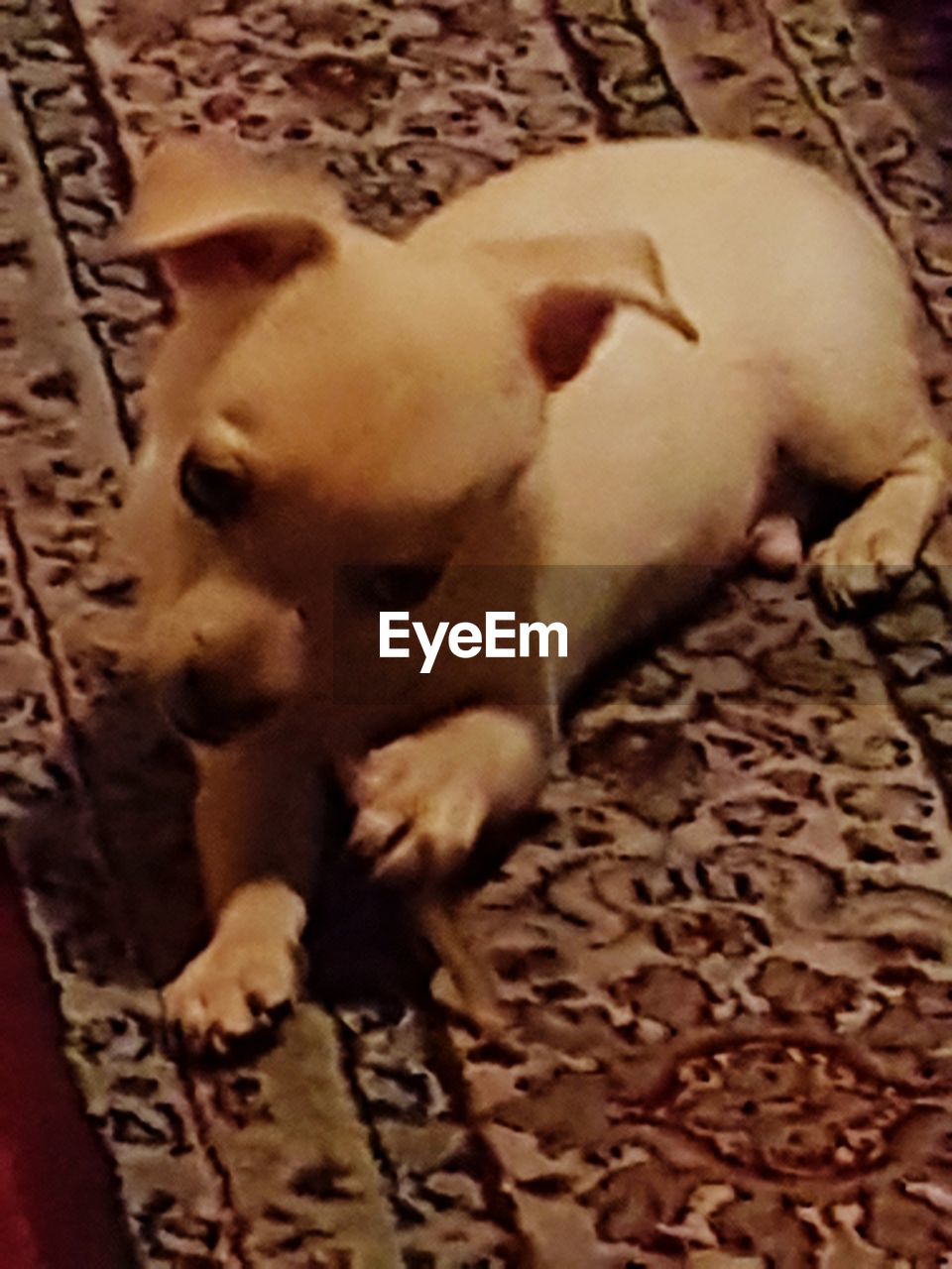 HIGH ANGLE VIEW OF A DOG LYING ON FLOOR