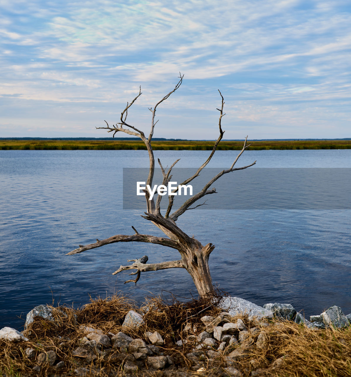 Dry Tree Dry Tree Film Green Tree Color Contrast Colors Deep Depth Of Field Dry Grass Manglar Sunset Tranquil Scene Water