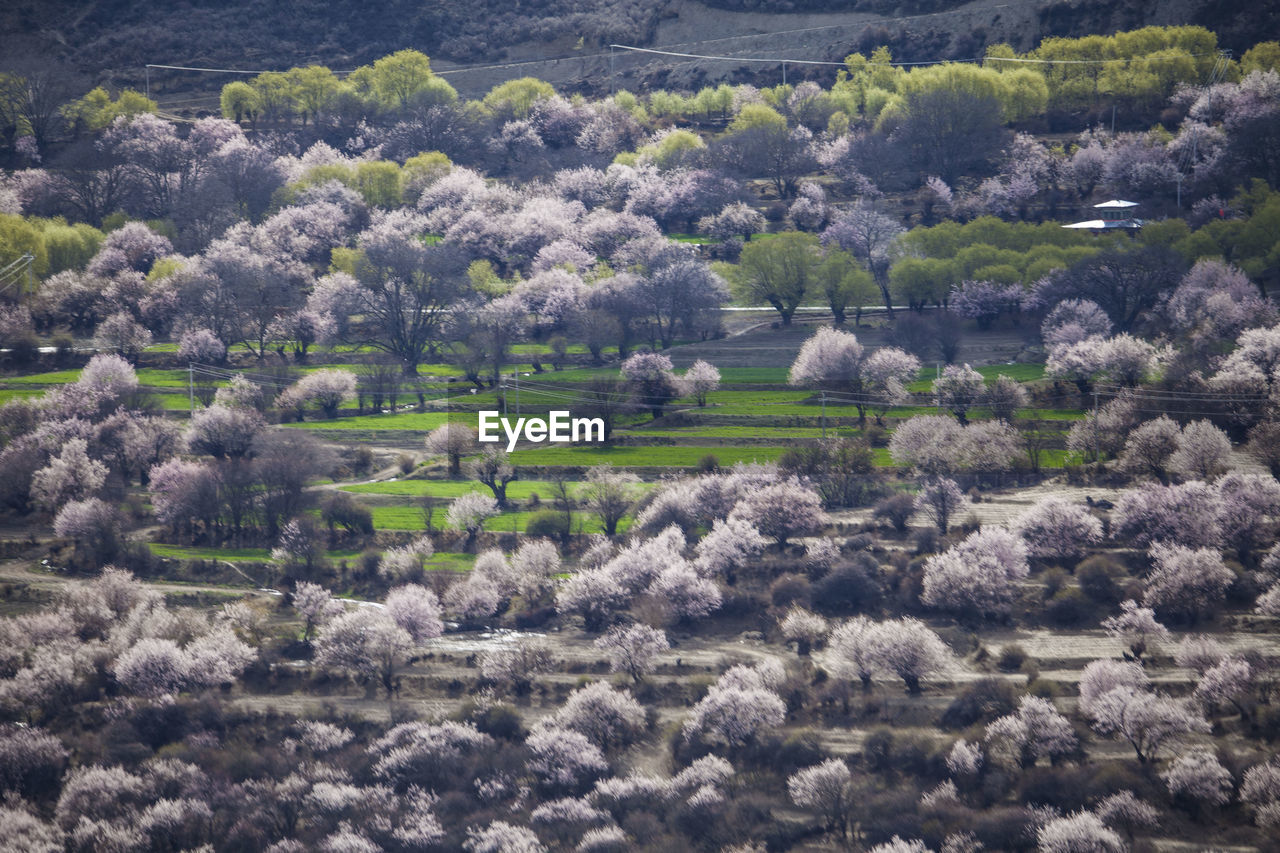 High angle view of trees on field