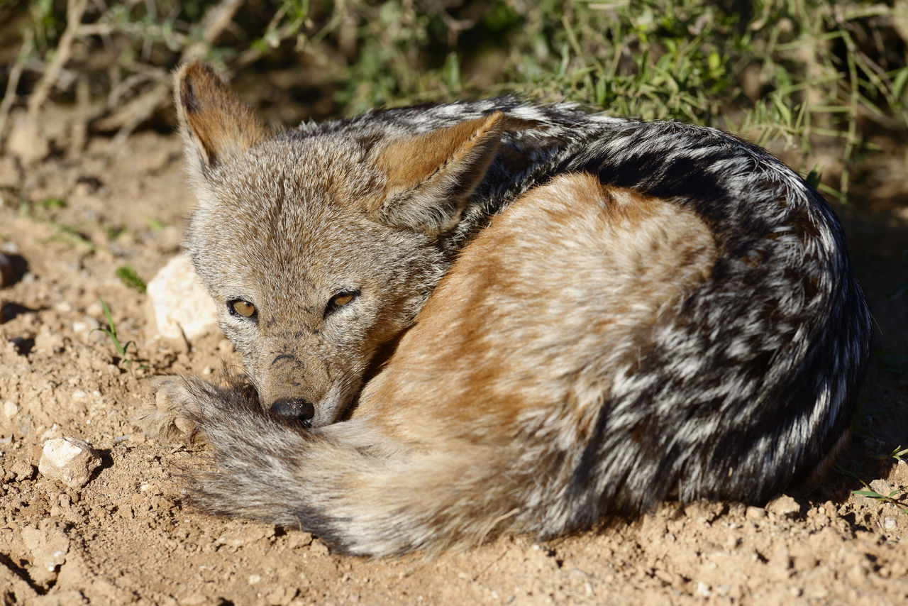 CLOSE-UP OF LEOPARD LYING