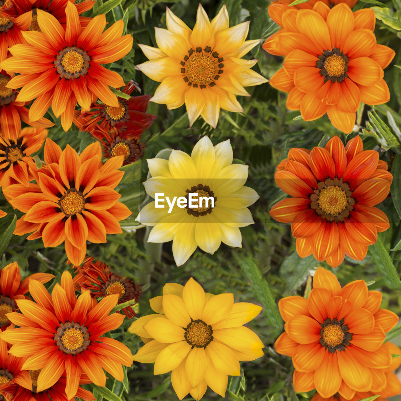 FULL FRAME SHOT OF YELLOW FLOWERS