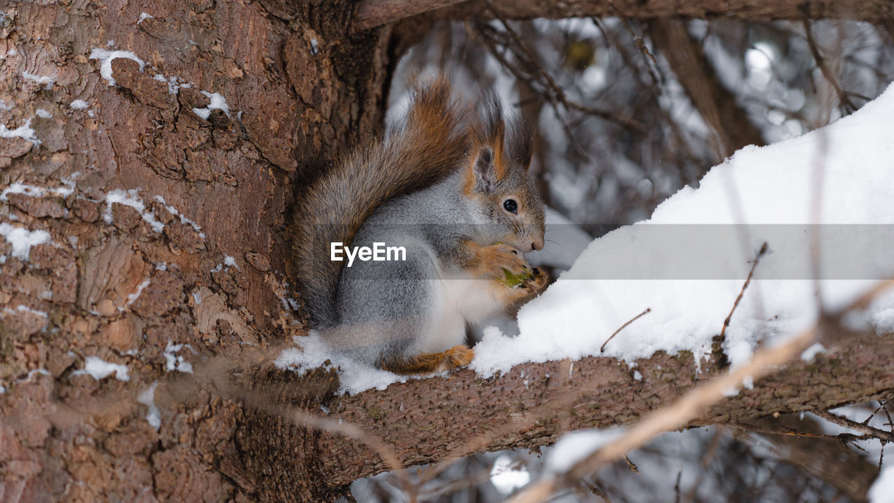 squirrel, animal, animal themes, animal wildlife, mammal, wildlife, nature, rodent, one animal, winter, tree, branch, no people, chipmunk, snow, eating, outdoors, land, plant, day, cold temperature, cute, tree trunk