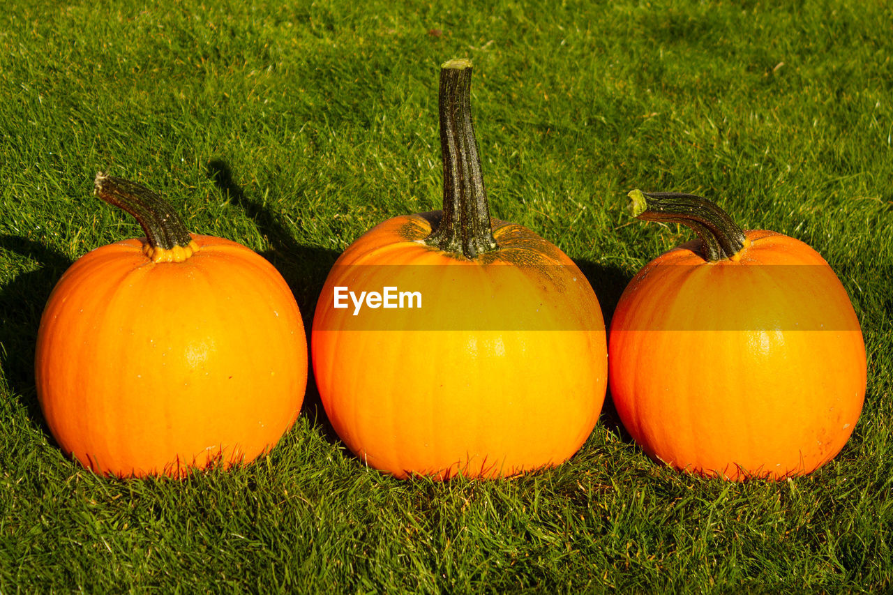 Pumpkins on field