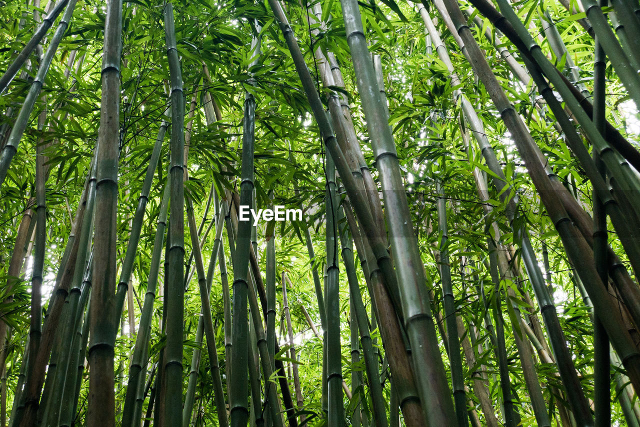 Low angle view of lush trees in the forest