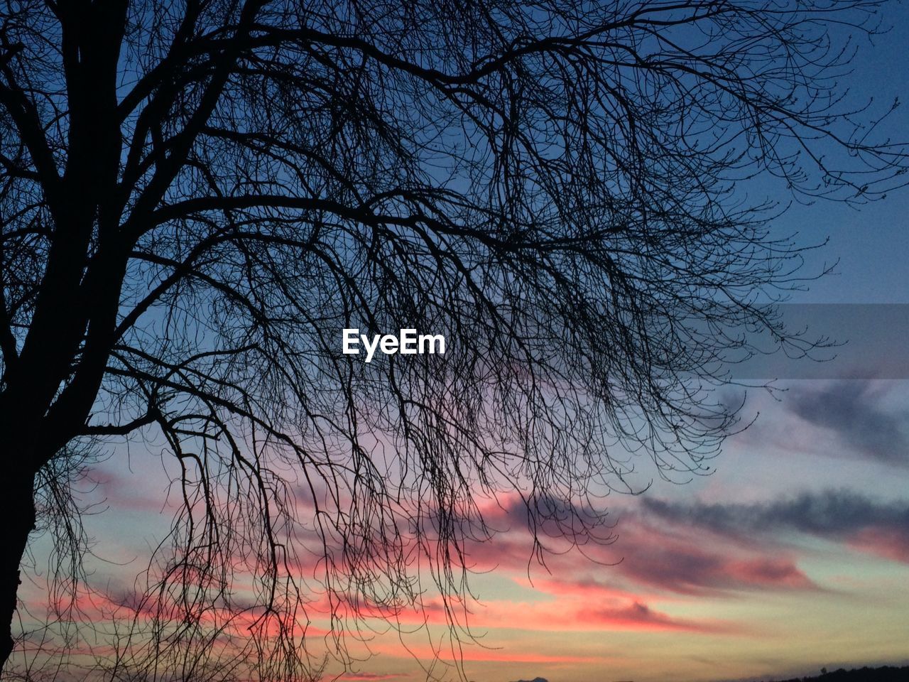 High section of bare tree against scenic sky