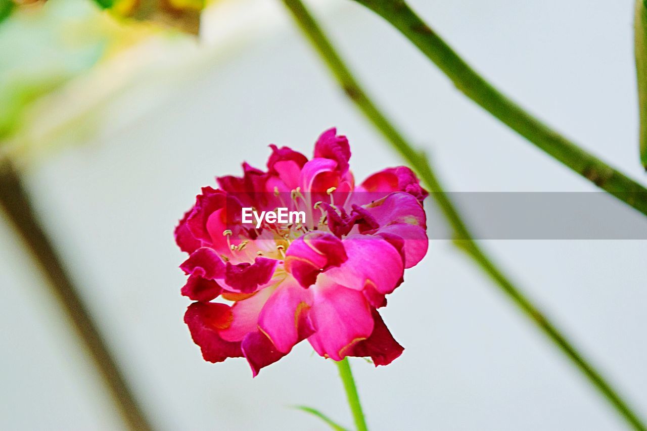 CLOSE-UP OF PINK FLOWER