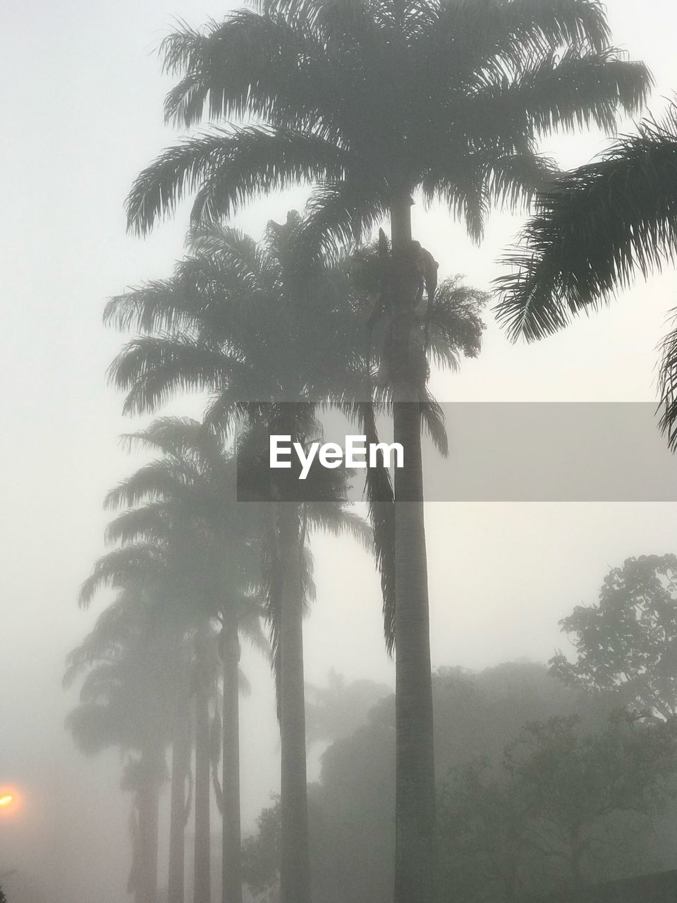 LOW ANGLE VIEW OF PALM TREES AGAINST SKY