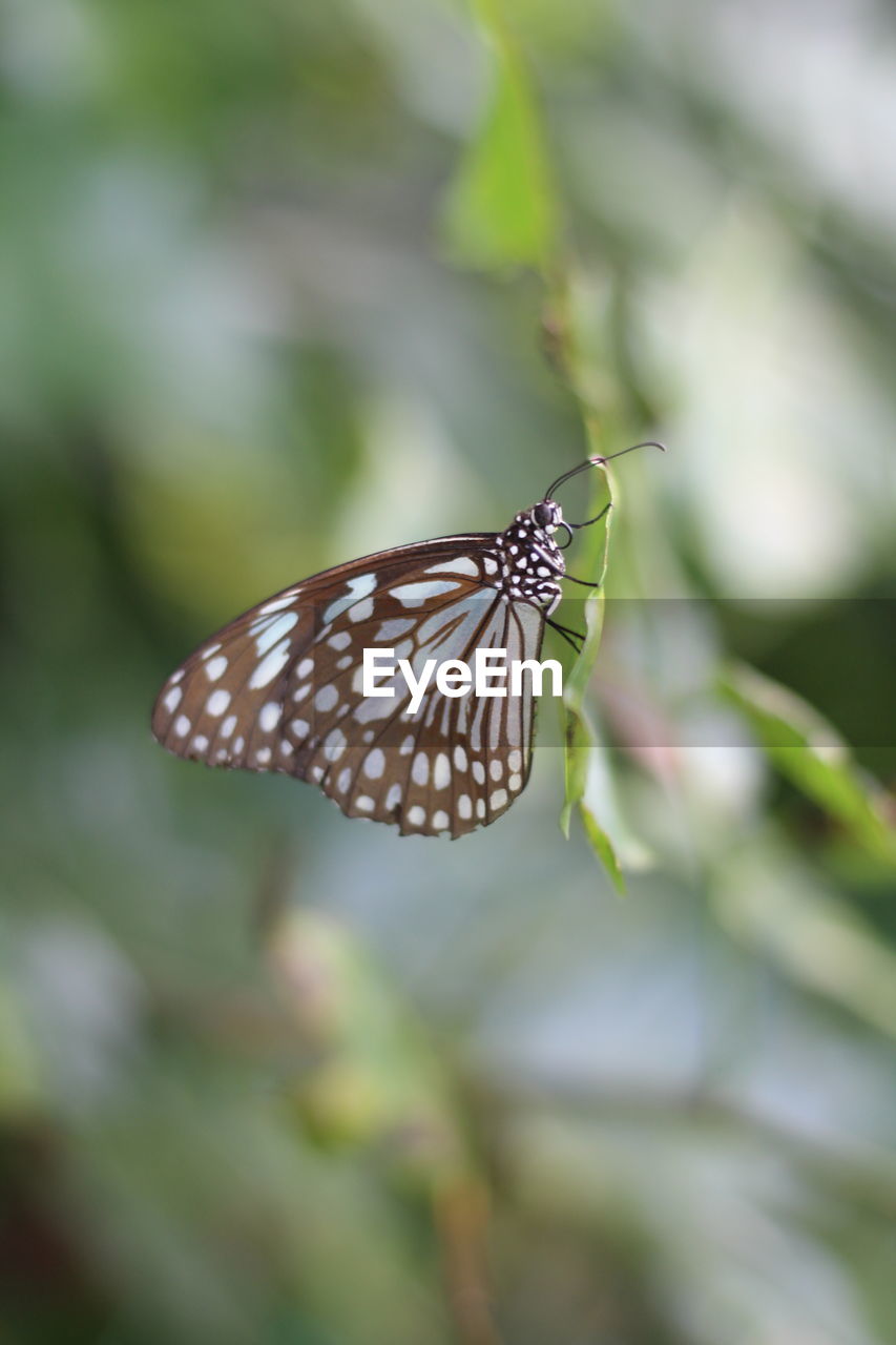 CLOSE-UP OF BUTTERFLY ON LEAF OUTDOORS