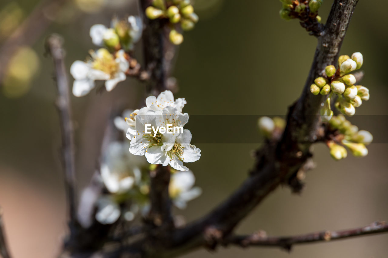 plant, flower, flowering plant, tree, freshness, beauty in nature, blossom, nature, produce, branch, food, growth, fragility, spring, springtime, close-up, fruit, macro photography, food and drink, focus on foreground, no people, selective focus, white, outdoors, flower head, day, twig, fruit tree, inflorescence, healthy eating, botany, cherry blossom, yellow, agriculture, sunlight