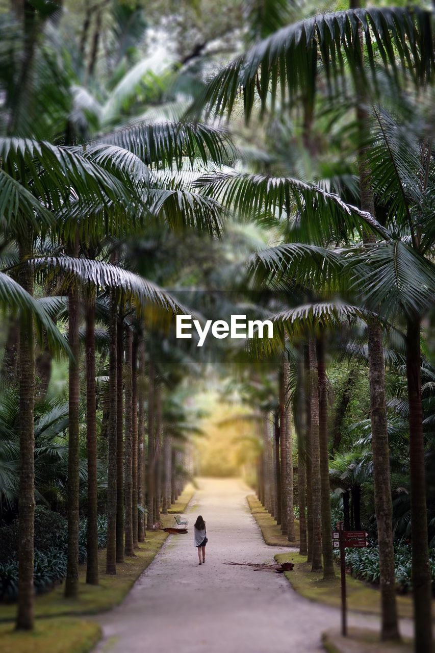 Rear view of woman walking under palm trees