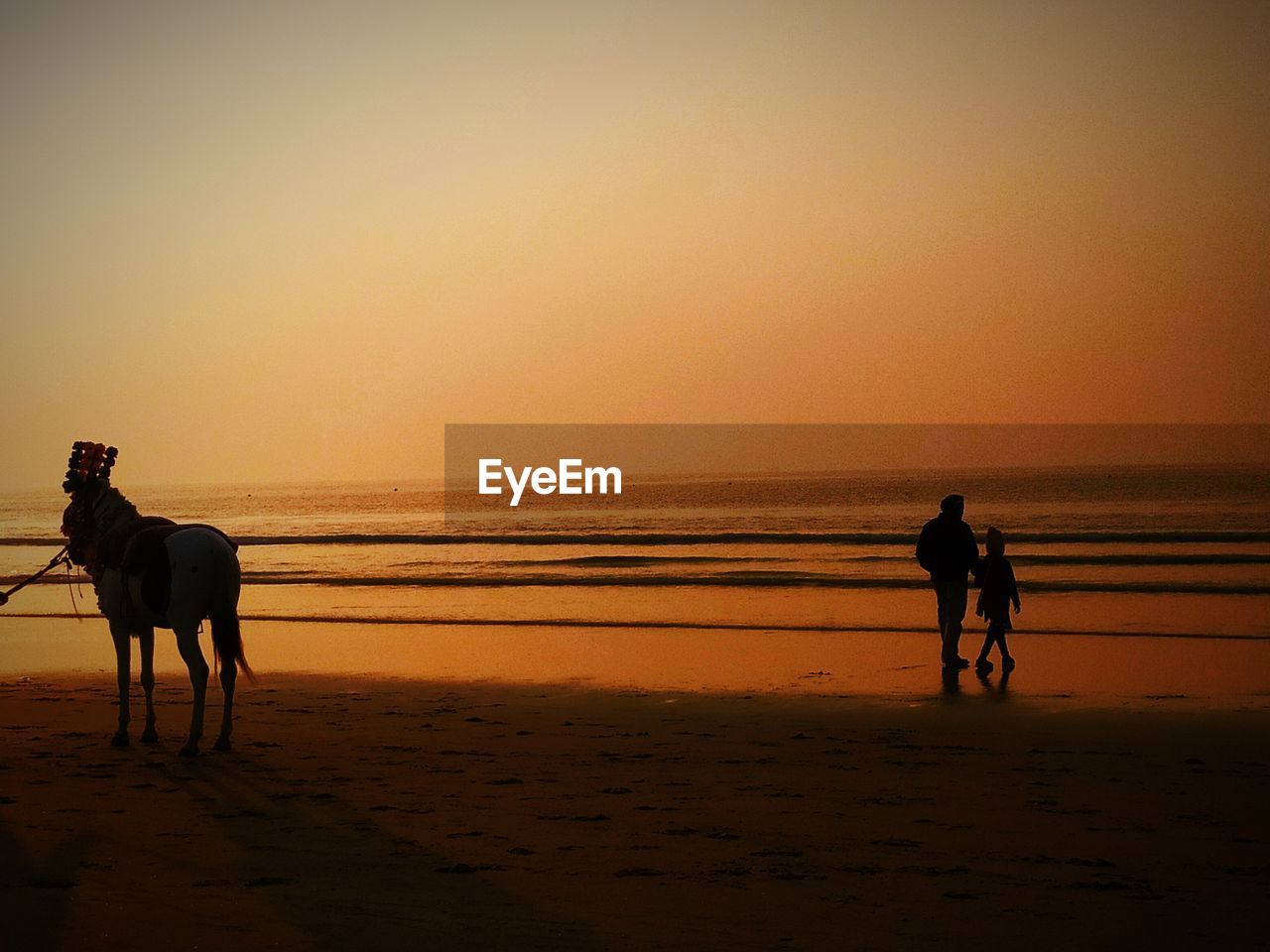 SILHOUETTE MAN RIDING HORSE ON BEACH