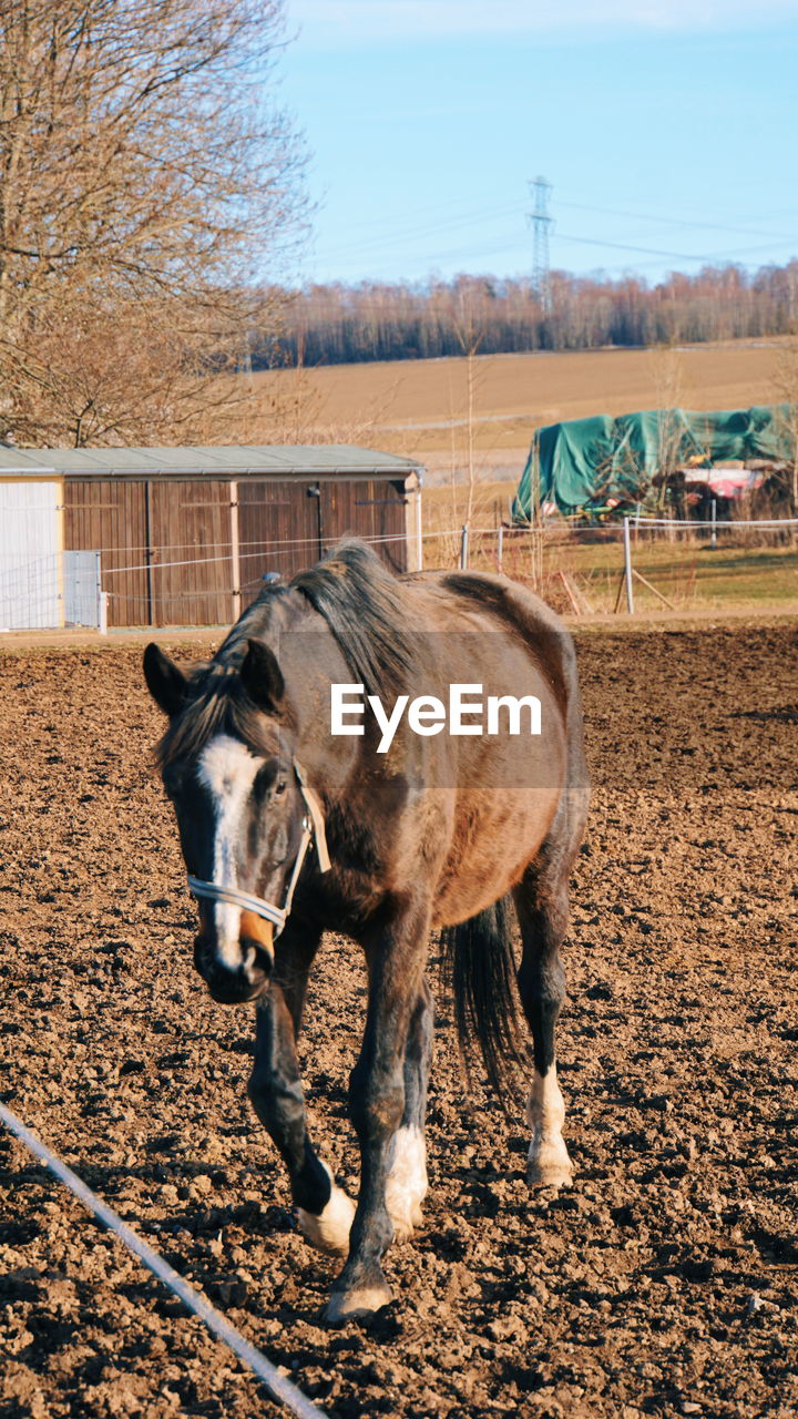 Horse standing in ranch