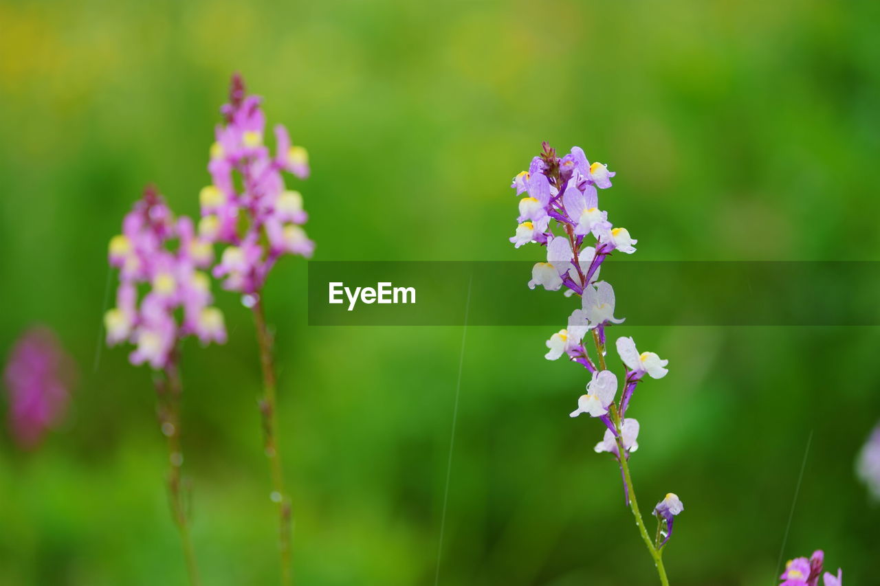 close-up of purple flowering plants