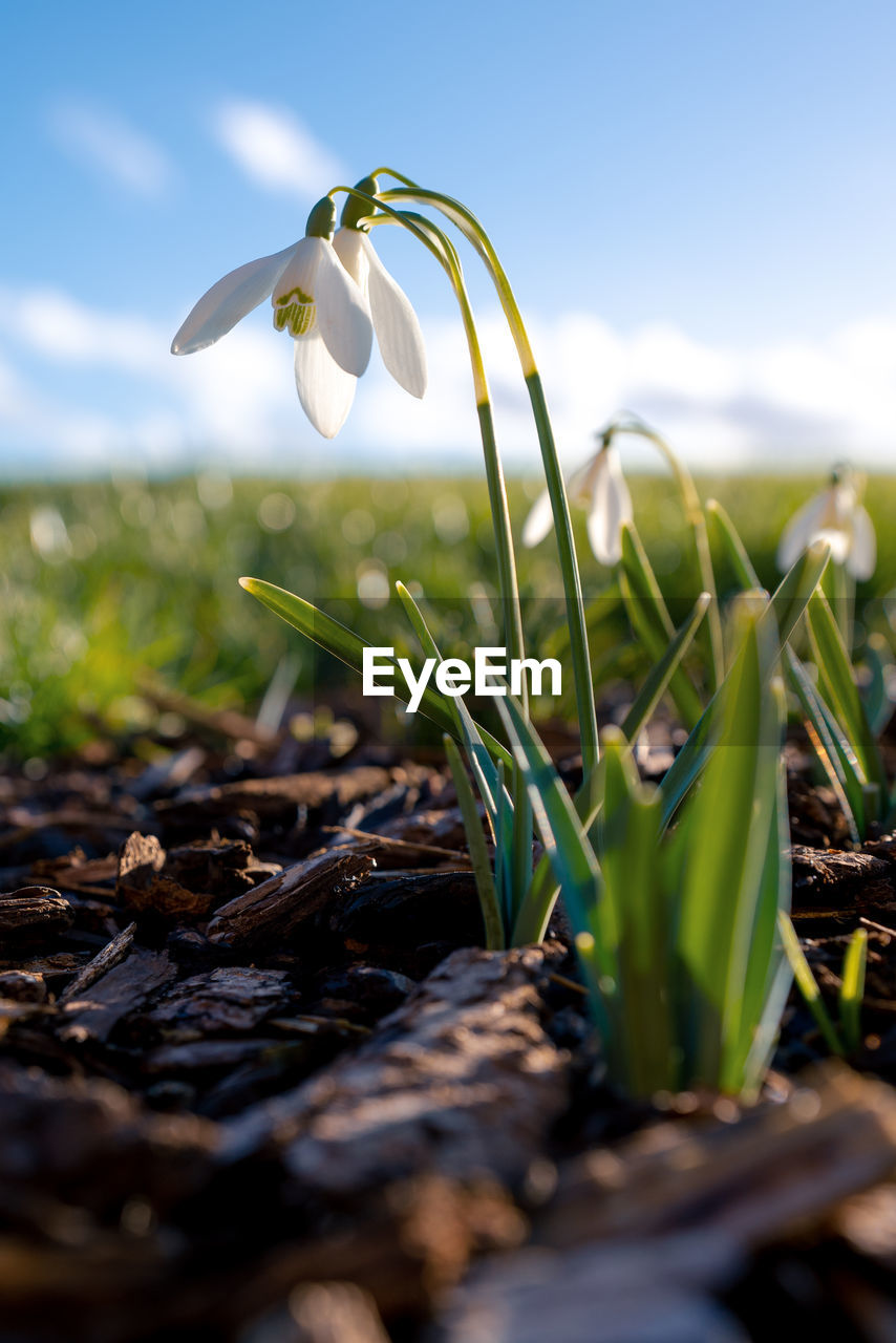 Close-up of snowdrop on field against sky