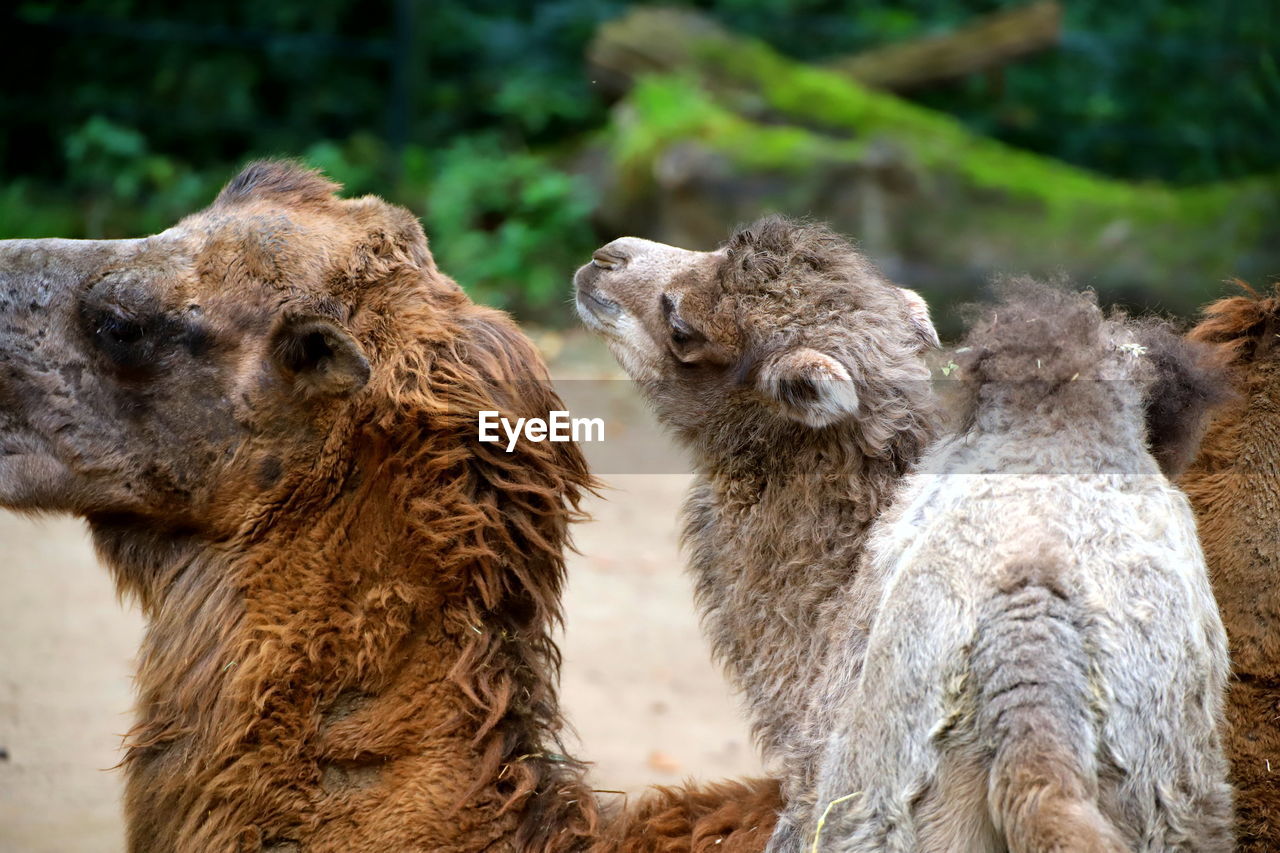 SHEEP STANDING IN A FARM