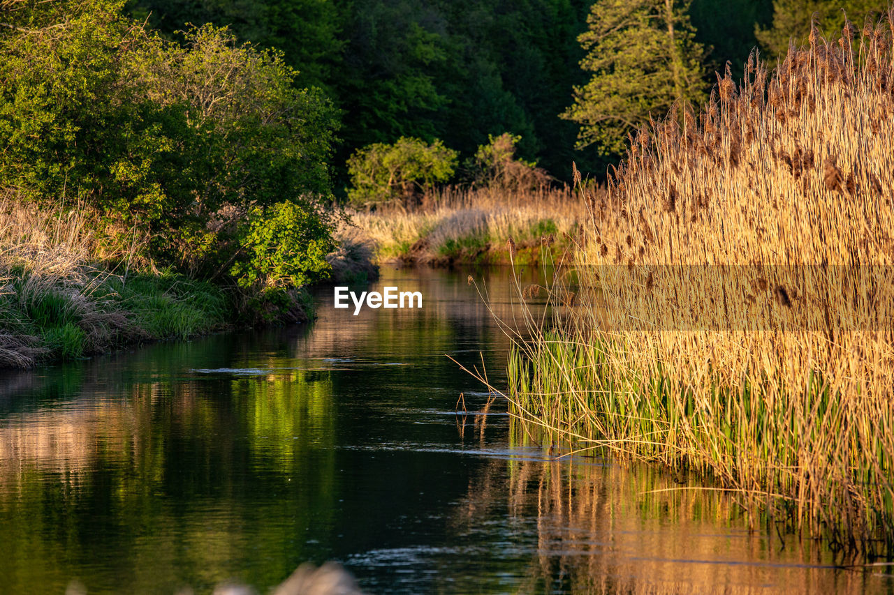 LAKE IN FOREST