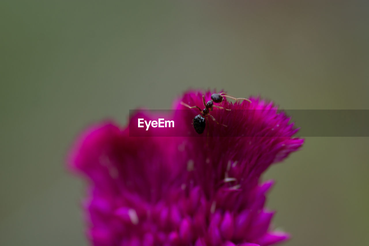 CLOSE-UP OF INSECT ON PINK FLOWERING PLANT