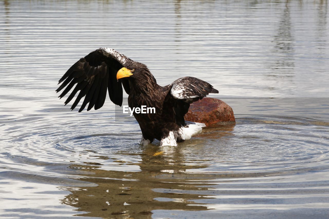 BIRD FLYING OVER A LAKE