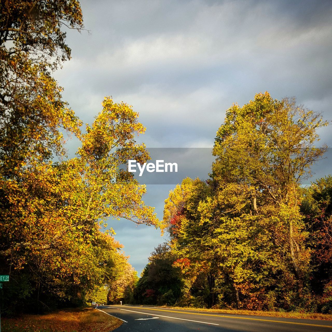 ROAD PASSING THROUGH TREES