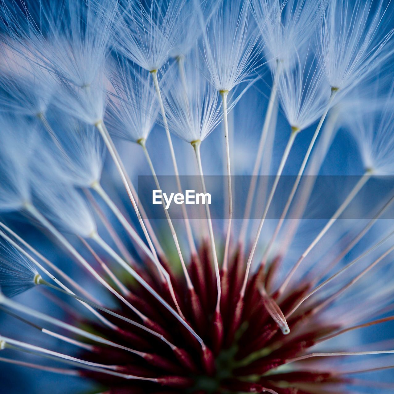 Dandelion flower plant